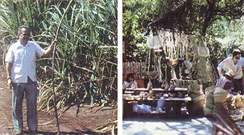 LEFT: Sugar cane, the feed stock for Brazil's alcohol fuel. RIGHT: A weekly craft's fair in Sau Paulo Park.